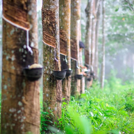 Rubber,Tree,In,Garden,Of,Thailand